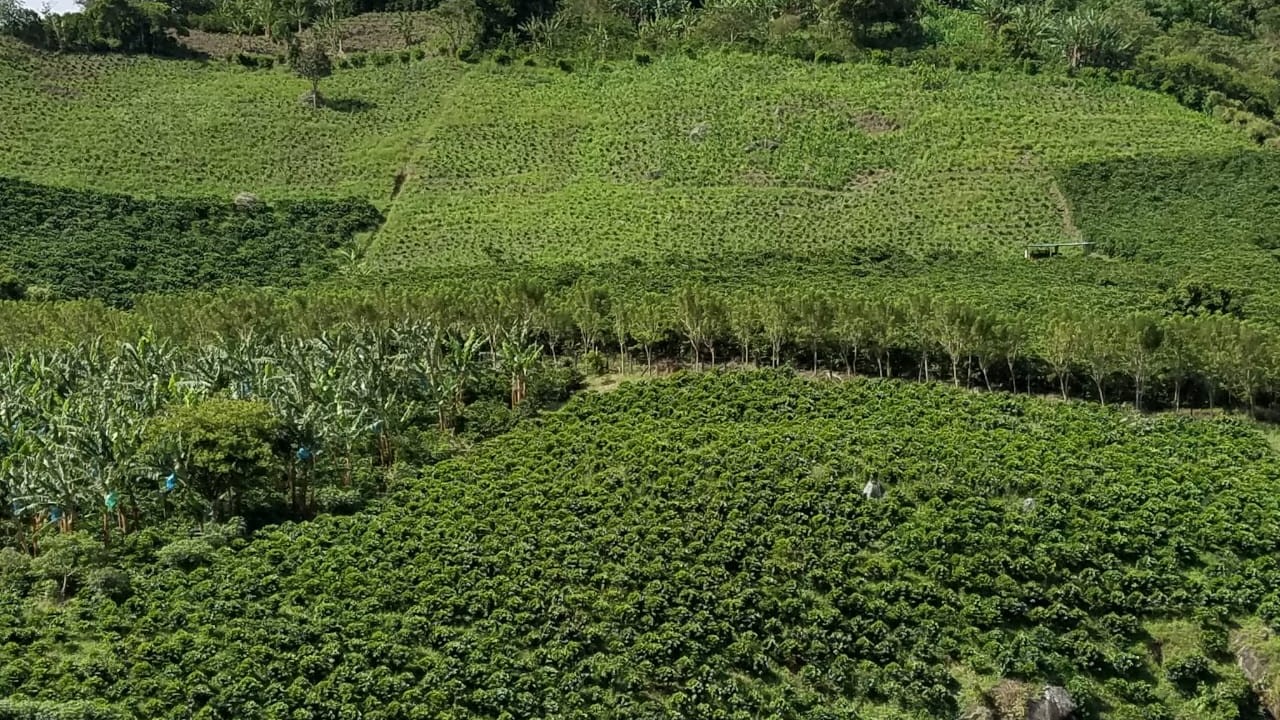 Fincas cafeteras familiares en Mistrató